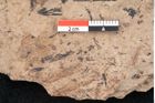 Foto (Detailansicht) von Araucaria sternbergii Goeppert (NHMW-GEO-2024-0188-8278)